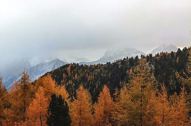 trees